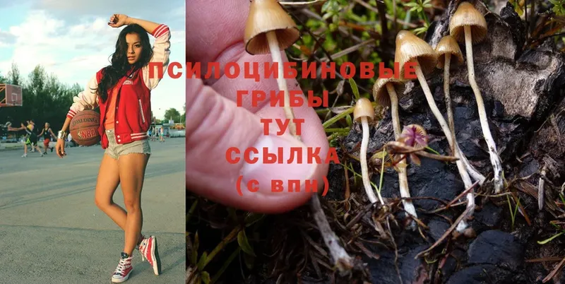 Псилоцибиновые грибы Psilocybine cubensis  Советская Гавань 